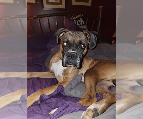 Medium Photo #6  Breeder Profile in WYALUSING, PA, USA