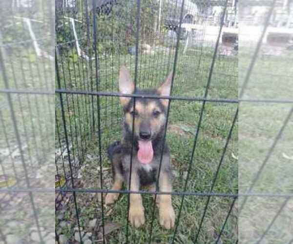 Medium Photo #1  Breeder Profile in FRANKFORT, IN, USA