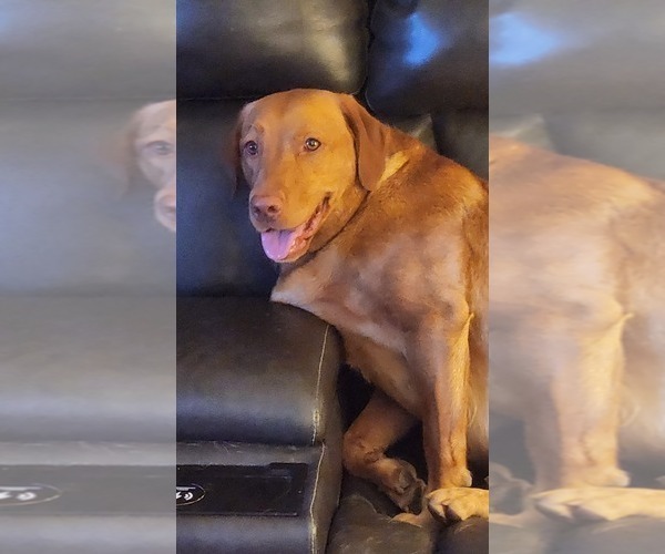 Medium Photo #34  Breeder Profile in BUFFALO, NY, USA