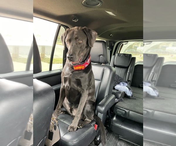 Medium Photo #16  Breeder Profile in ALBANY, MO, USA