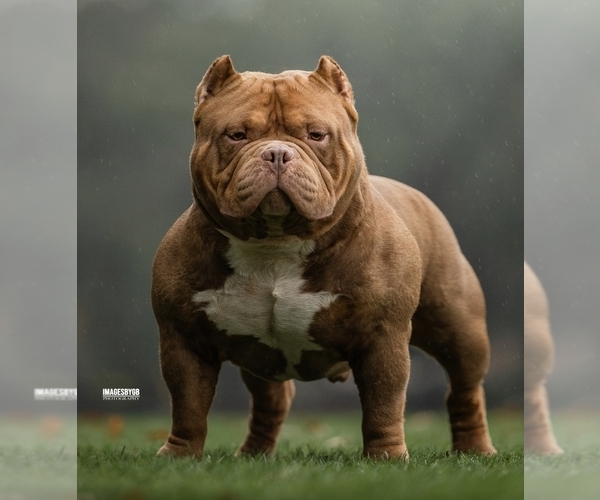 Medium Photo #12  Breeder Profile in PUYALLUP, WA, USA