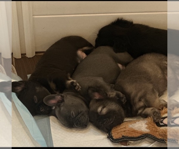 Medium Photo #3  Breeder Profile in MANTECA, CA, USA