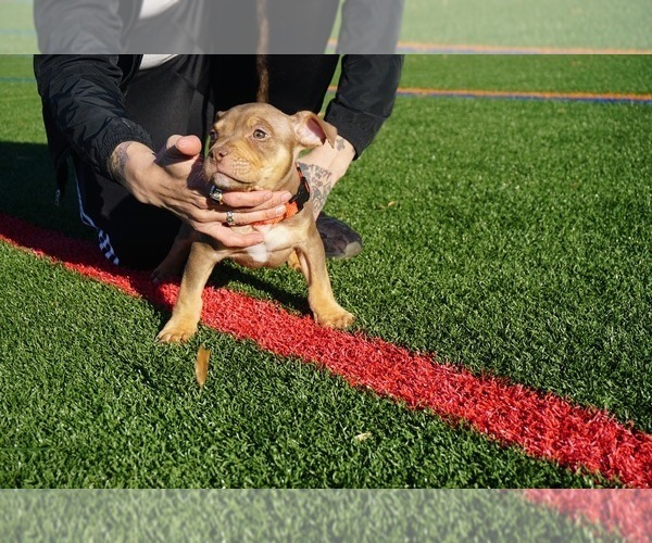 Medium Photo #13  Breeder Profile in STAFFORD, VA, USA