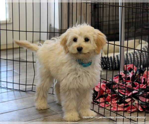 Medium Photo #1  Breeder Profile in PROVO, UT, USA