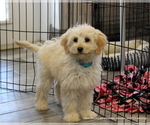 Small breeder photo