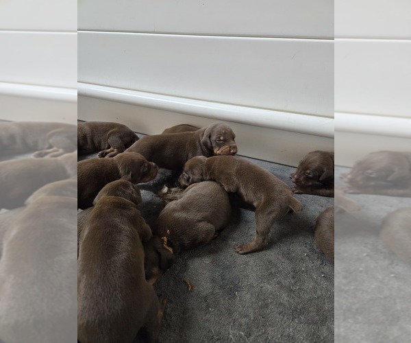 Medium Photo #9  Breeder Profile in COLUMBIA CITY, IN, USA