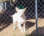 Small Photo #12  Breeder Profile in SCOTTSVILLE, KY, USA