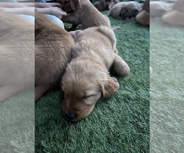 Medium Photo #29  Breeder Profile in CHINO VALLEY, AZ, USA