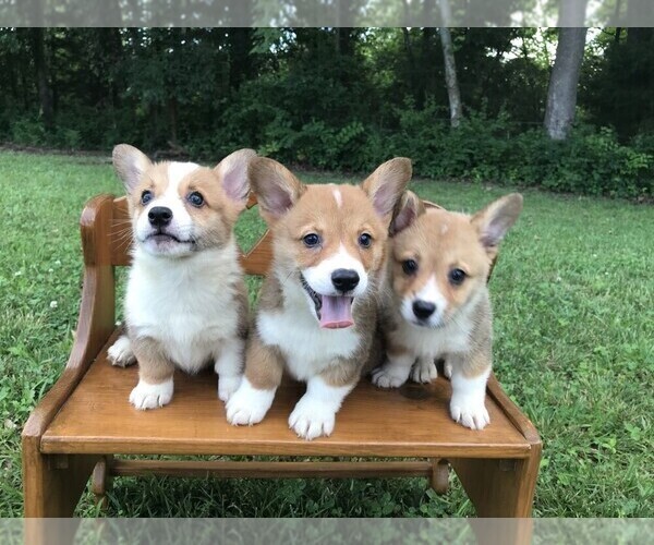 Medium Photo #4  Breeder Profile in NIANGUA, MO, USA