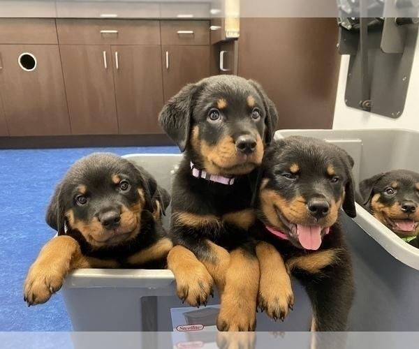 Medium Photo #6  Breeder Profile in PALM BAY, FL, USA