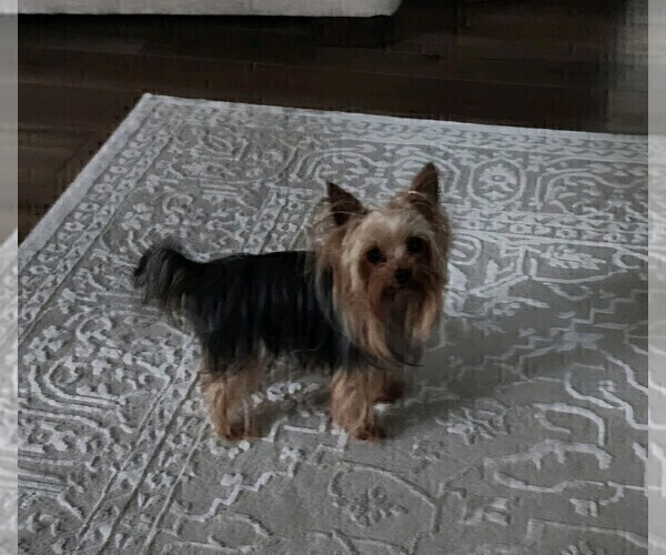 Medium Photo #21  Breeder Profile in CASSVILLE, MO, USA