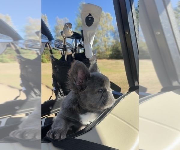 Medium Photo #13  Breeder Profile in LAKEWOOD RANCH, FL, USA