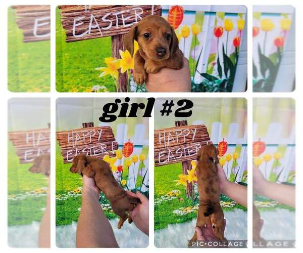 Medium Photo #1  Breeder Profile in HOUSTON, TX, USA