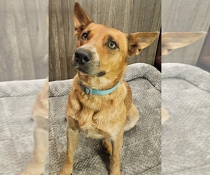 Australian Cattle Dog Dog Breeder near KEOSAUQUA, IA, USA