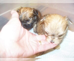 Maltipom-Pomeranian Mix Dog Breeder near CAMPBELLSVILLE, KY, USA