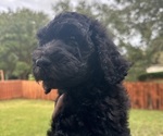 Small #3 Breeder Profile image