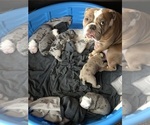 Small breeder photo