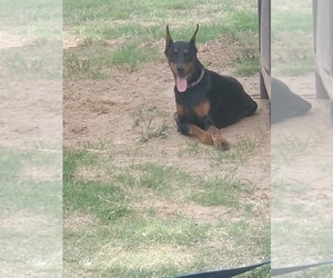 Doberman Pinscher Dog Breeder near BRIDGEPORT, TX, USA
