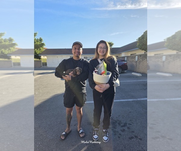 Medium Photo #15  Breeder Profile in HAWTHORNE, CA, USA