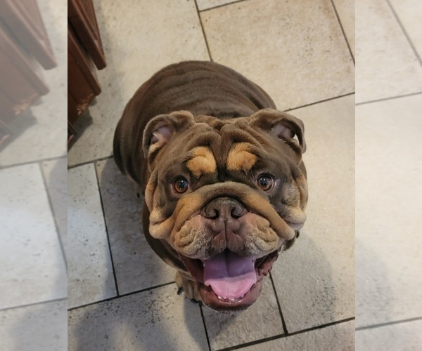Medium Photo #1  Breeder Profile in CLARKRANGE, TN, USA