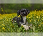 Small Photo #17  Breeder Profile in BARREN SPRINGS, VA, USA