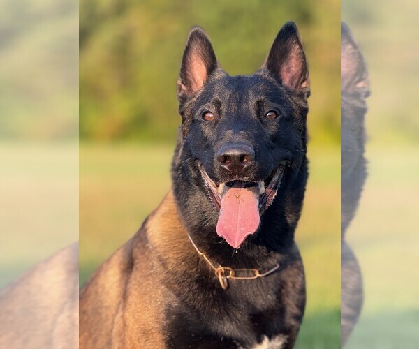 Medium Photo #7  Breeder Profile in NORTH BROOKFIELD, MA, USA