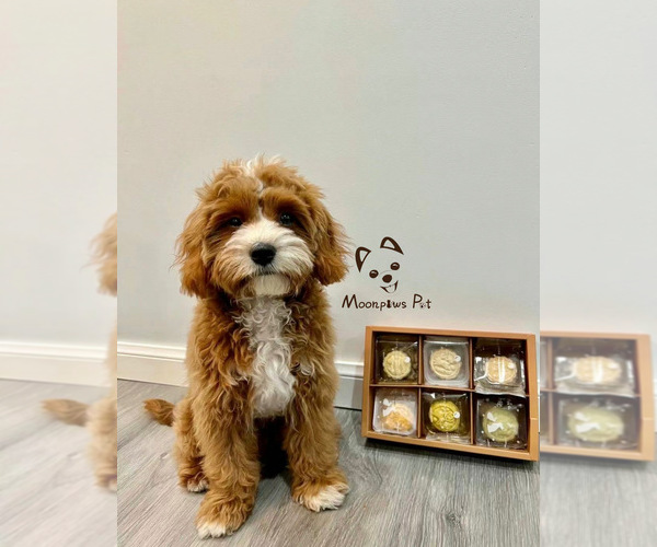 Medium Photo #1  Breeder Profile in IRVINE, CA, USA