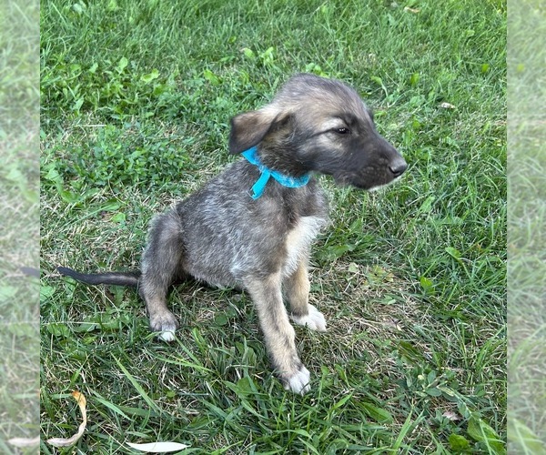 Medium Photo #6  Breeder Profile in BLACKFOOT, ID, USA