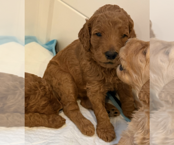 Medium Photo #14  Breeder Profile in FOUNTAIN VALLEY, CA, USA
