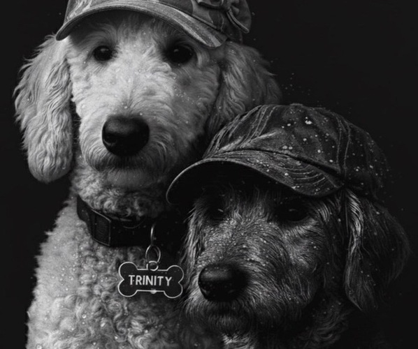 Medium Photo #2  Breeder Profile in NORTH AUGUSTA, SC, USA