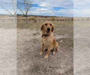Golden Retriever Dog Breeder near FRANKTOWN, CO, USA