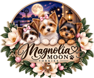 Yorkshire Terrier Dog Breeder near DAYTON, TX, USA