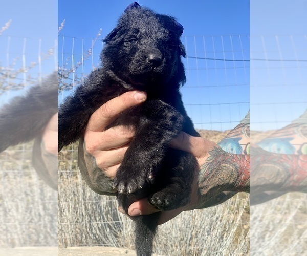 Medium Photo #55  Breeder Profile in PINON HILLS, CA, USA