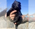 Small #54 Breeder Profile image