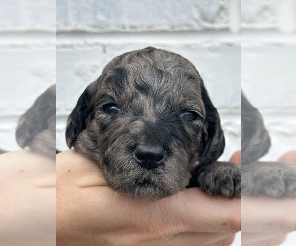 Medium Photo #40  Breeder Profile in POWELL, TN, USA