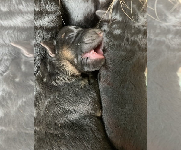 Medium Photo #77  Breeder Profile in PINON HILLS, CA, USA