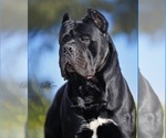 Small #2 Breeder Profile image