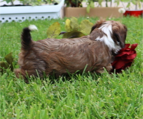 Medium Photo #44  Breeder Profile in THORP, WI, USA