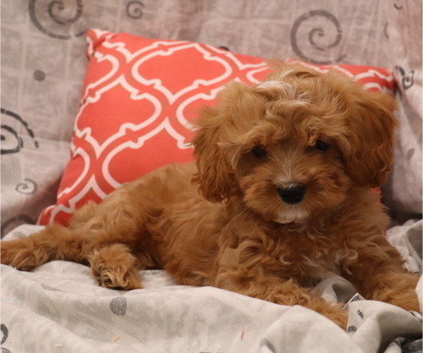Medium Photo #13  Breeder Profile in THORP, WI, USA