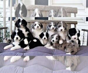 Main photo of Aussie-Poo Dog Breeder near RITTMAN, OH, USA