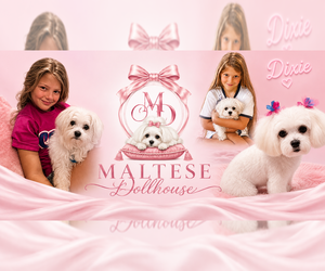 Maltipoo (Toy) Dog Breeder near BRANDON, MS, USA