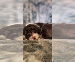 Small #8 Breeder Profile image