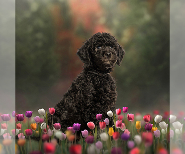 Medium Photo #3  Breeder Profile in JEDDO, MI, USA