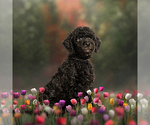 Small #2 Breeder Profile image