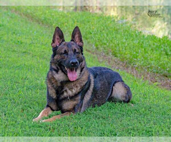 Medium Photo #4  Breeder Profile in HUMBOLDT, TN, USA