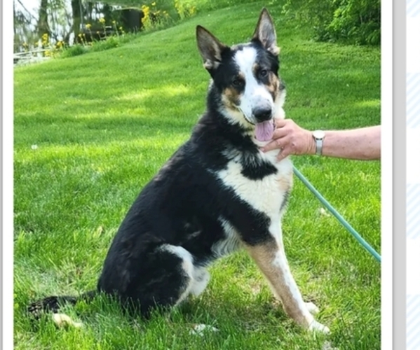 Medium Photo #2  Breeder Profile in NEW BREMEN, OH, USA