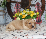 Small #37 Breeder Profile image