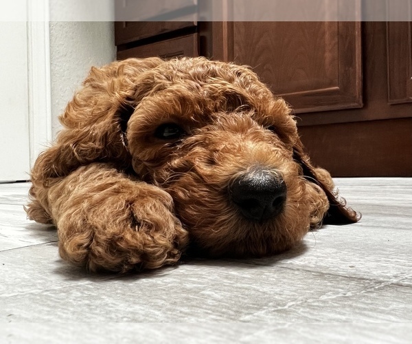 Medium Photo #6  Breeder Profile in LAS CRUCES, NM, USA