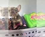 Small #25 Breeder Profile image