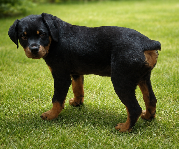 Medium Photo #2  Breeder Profile in O FALLON, MO, USA